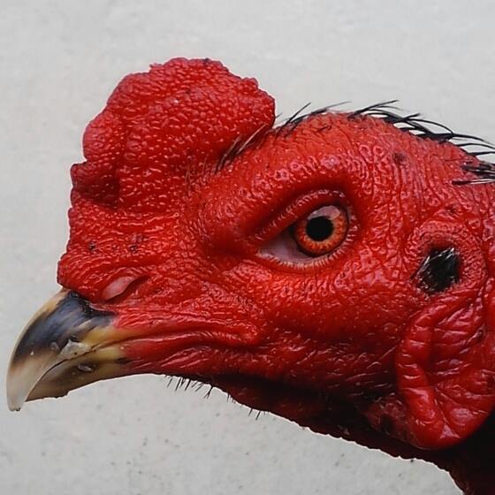 Ayam: Gambar Ayam Bangkok Warna Wiring Galih